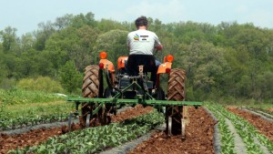 cultivador